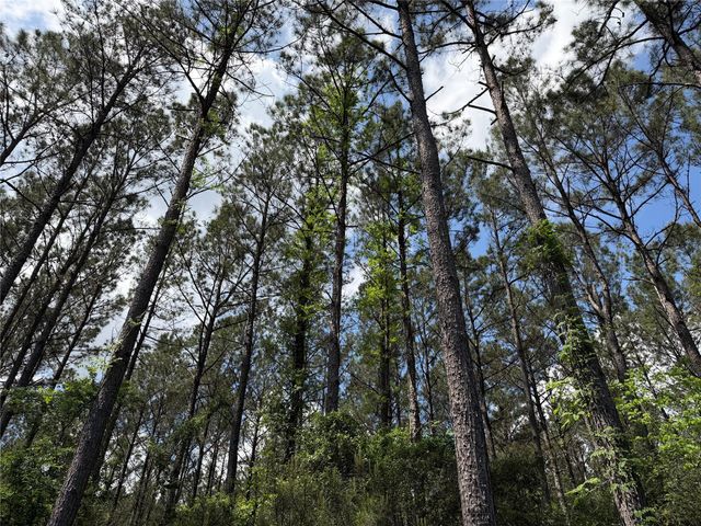 15693 Wooded Trail Way, Willis, TX 77378