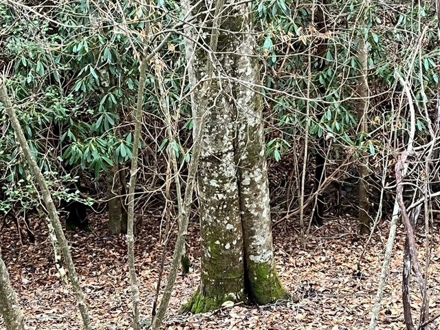 19 Lots Crockett, Hayesville, NC 28904