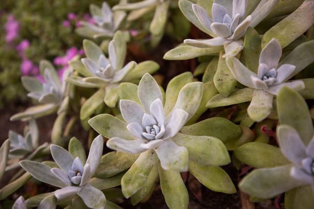 Spindrift Road, Carmel, CA 93923