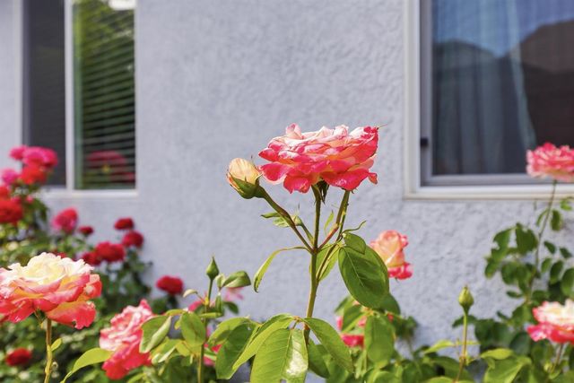 5824 Blue Beech Ct, Antelope, CA 95843