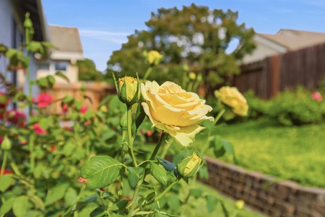 5824 Blue Beech Ct, Antelope, CA 95843