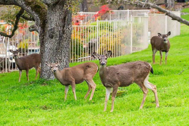 1610 Zapata Dr, El Dorado Hills, CA 95762