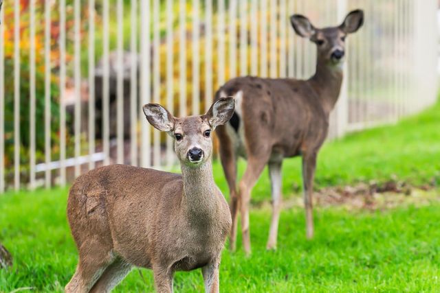 1610 Zapata Dr, El Dorado Hills, CA 95762