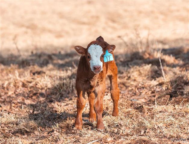 31501 Seminole Lane, Richland, MO 65556