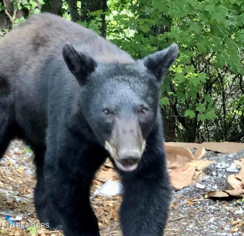 1380 Ski View Drive 2202, Gatlinburg, TN 37738