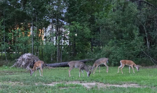 455 E Walton Road, Lumberton, TX 77657