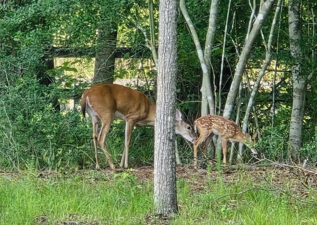 455 E Walton Road, Lumberton, TX 77657