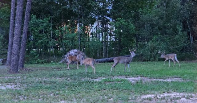 455 E Walton Road, Lumberton, TX 77657