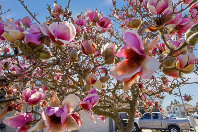 14310 Cedar Valley Dr, Lathrop, CA 95330