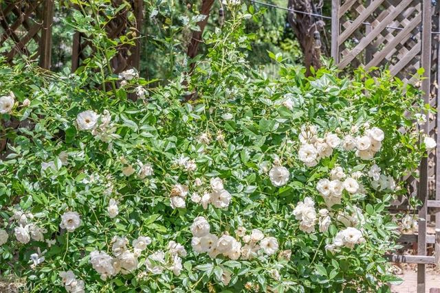 39875 Bautista Road, Anza, CA 92539