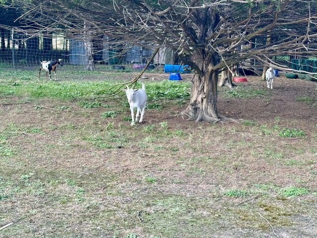 463 Redbird Drive, Marshfield, MO 65706