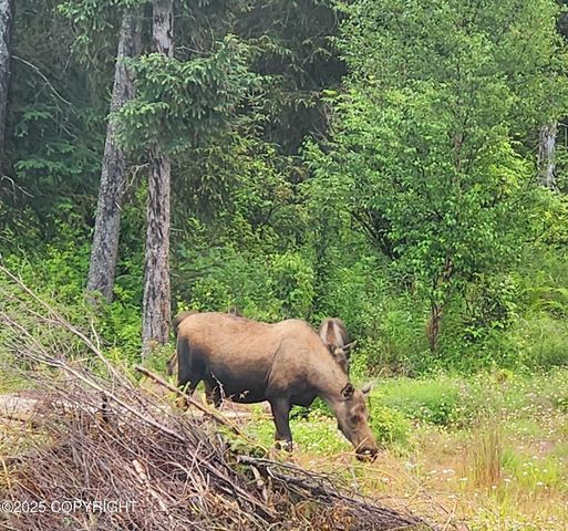 28160 Chestes Street, Ninilchik, AK 99639