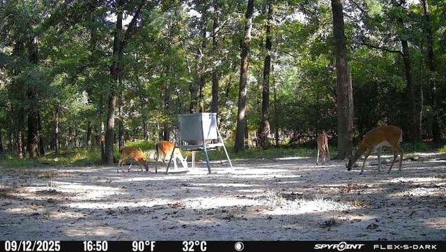 15031 N Fm-542, Oakwood, TX 75855