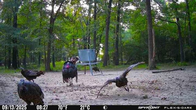 15031 N Fm-542, Oakwood, TX 75855