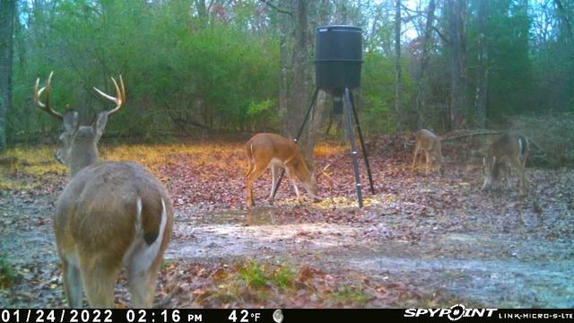 15031 N Fm-542, Oakwood, TX 75855