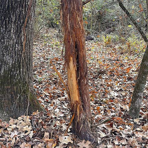 15031 N Fm-542, Oakwood, TX 75855