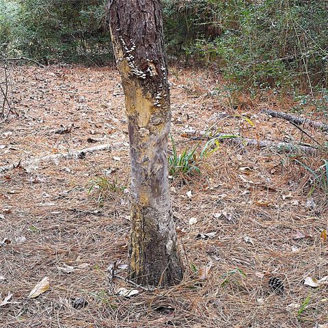 15031 N Fm-542, Oakwood, TX 75855