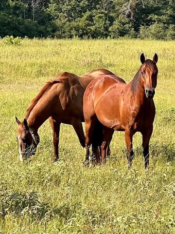 15031 N Fm-542, Oakwood, TX 75855