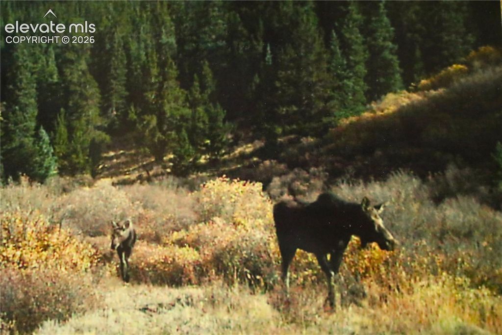 3956 FS 659 Road, Fairplay, CO 80440 — photo 4