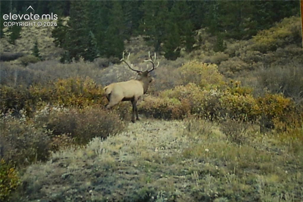 3956 FS 659 Road, Fairplay, CO 80440 — photo 5