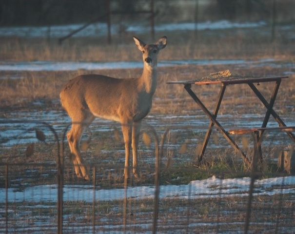 2376 FM 2264, Decatur, TX 76234