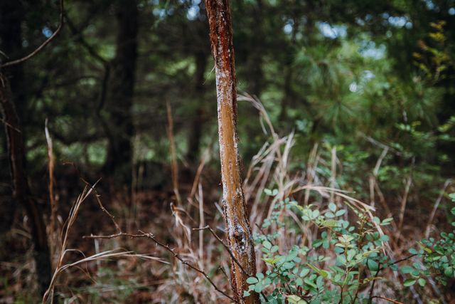 20623 W Ashley Creek Road, Raymondville, MO 65555