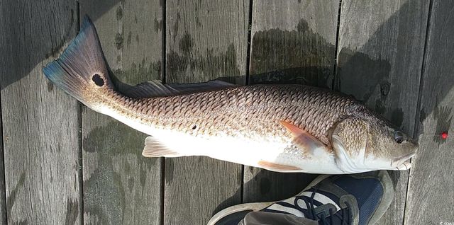 Slip 41 Friendfield Marina, Georgetown, SC 29440