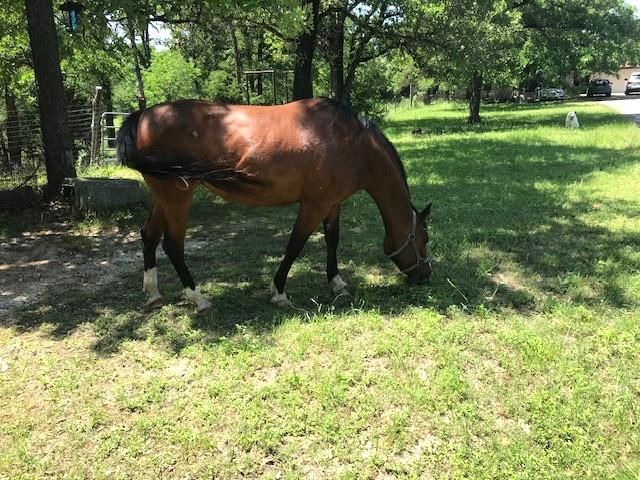 298 Jenkins RD, Cedar Creek, TX 78612