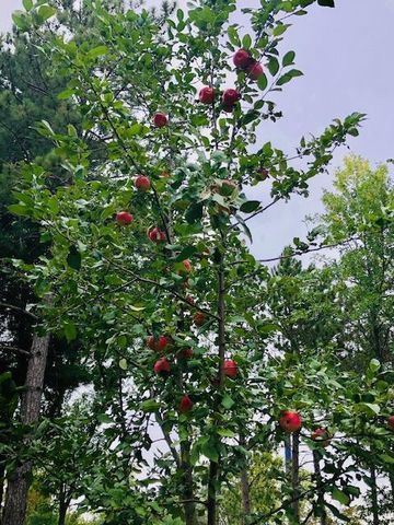 391 1st Avenue SE, Cold Spring, MN 56320