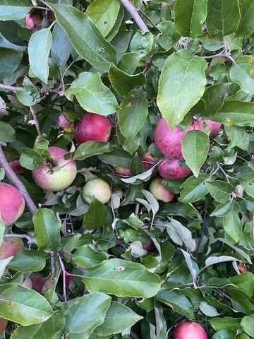 391 1st Avenue SE, Cold Spring, MN 56320