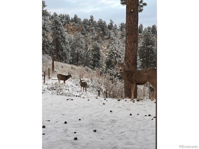 280 Bunny Road, Bailey, CO 80421