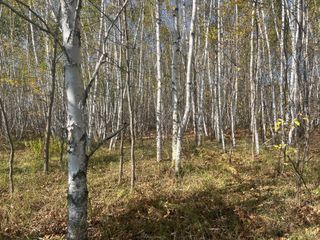 00000 County HWY 61, Mission Creek Twp, MN 55037