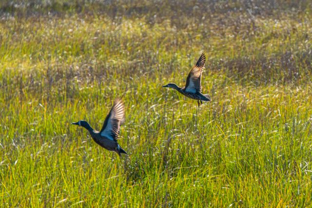 1784 Omni Boulevard, Mount Pleasant, SC 29466