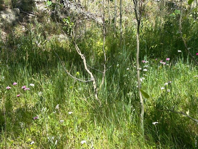 745 Nokomis Rd, Red Feather Lakes, CO 80545
