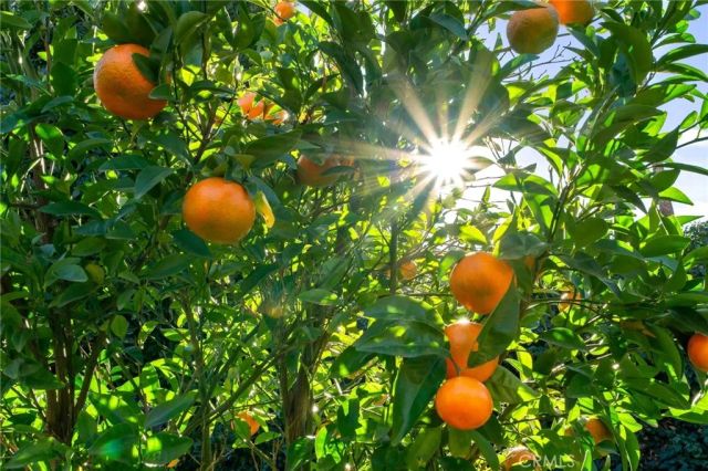 1400 Elizabeth Street, Redlands, CA 92373