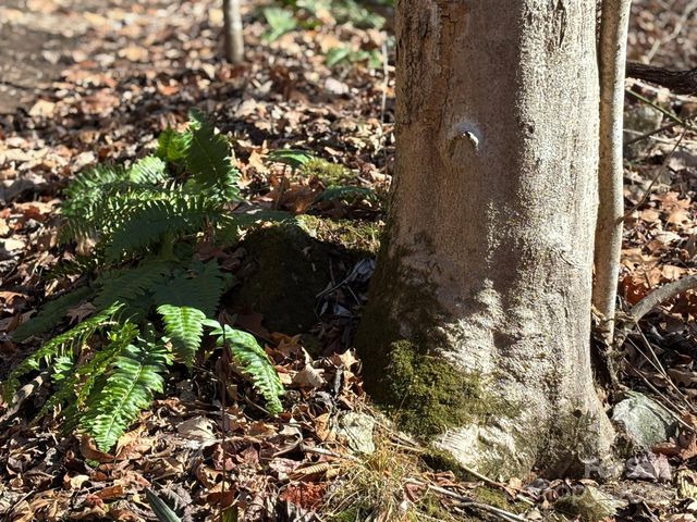 520 Renfro Road, Green Mountain, NC 28740