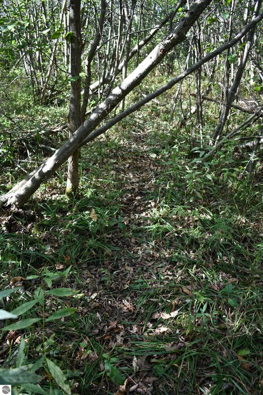 Path through dense woods with fallen branches and greenery, showcasing the natural landscape of the 40-acre property in Tawas City, ideal for outdoor activities like hunting and exploring.