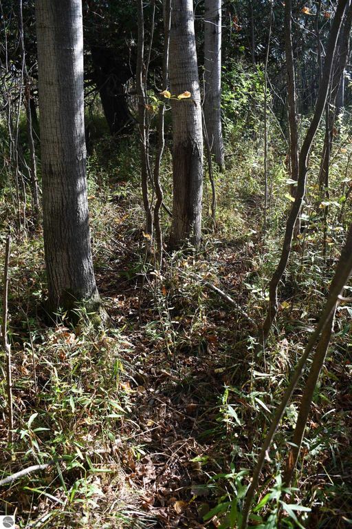 Forest path surrounded by trees and underbrush, highlighting the natural beauty of the 40-acre property at 2275 Noble Road, ideal for outdoor activities like hunting and exploring.