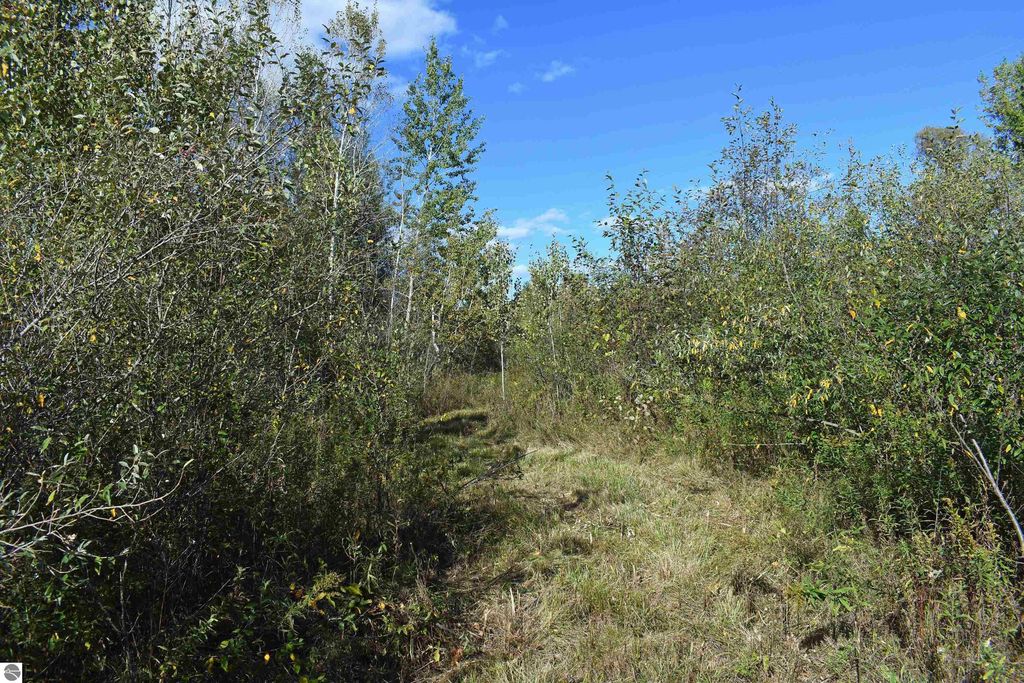 Pathway through dense greenery on 40-acre property in Tawas City, ideal for outdoor activities and privacy.