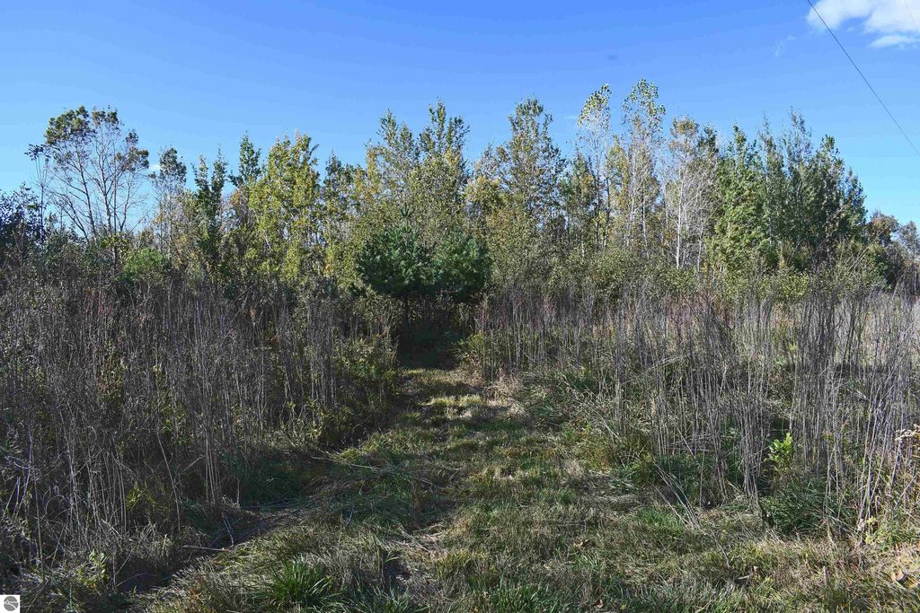 Path through wooded area on 40 acres of land in Tawas City, showcasing natural greenery and potential for outdoor activities.
