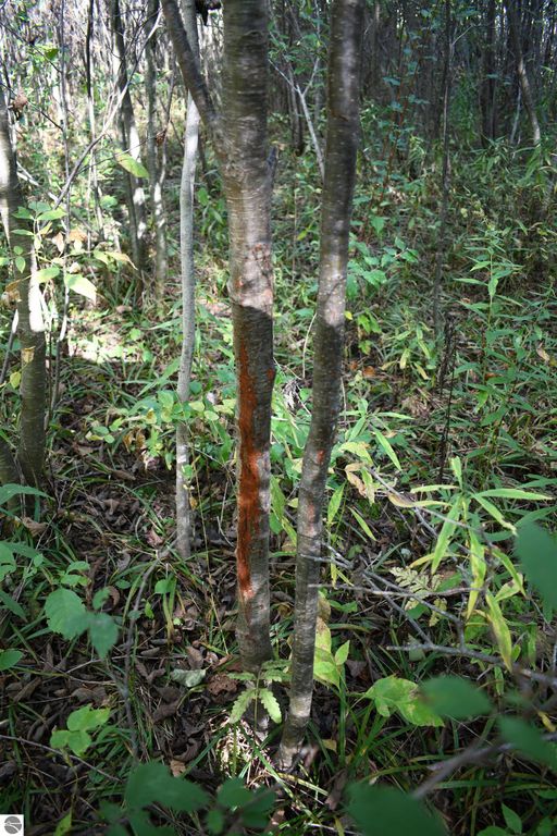 Tree trunks in a wooded area showing signs of deer activity with reddish markings, surrounded by lush green foliage, emphasizing the natural setting of the 40-acre property near Tawas City.