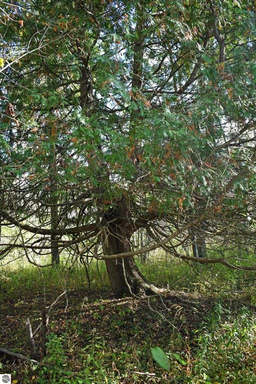 Tree with dense green foliage in a natural setting, surrounded by grass and underbrush, highlighting the secluded outdoor environment of the 40-acre property in Tawas City, MI.