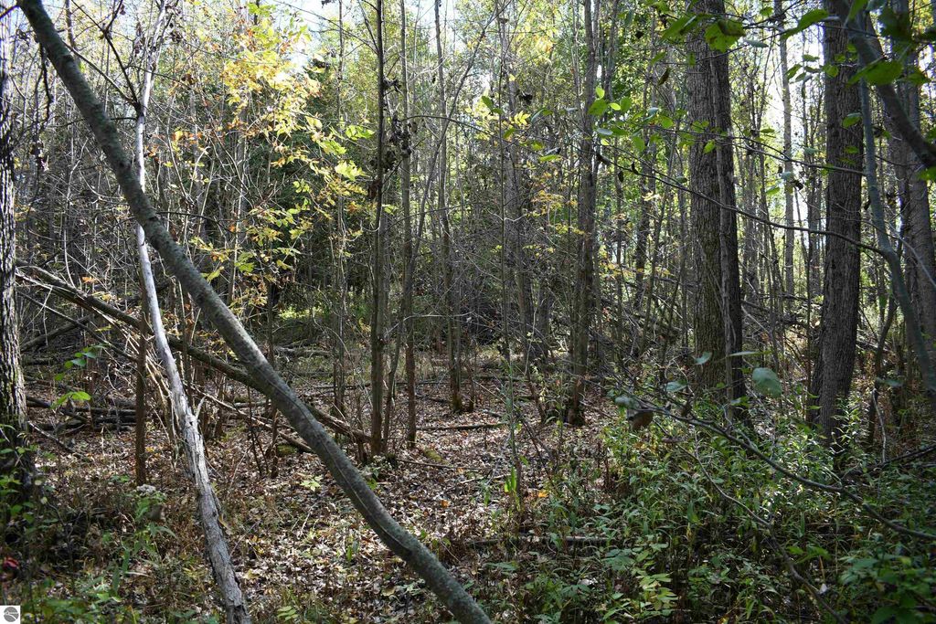 Dense wooded area with trees and underbrush on 40 acres of private land in Tawas City, ideal for outdoor activities like hunting and exploring.