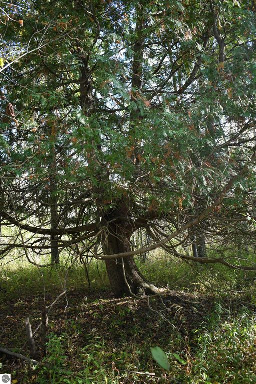 Dense green foliage of a large tree in a natural setting, surrounded by undergrowth, highlighting the secluded outdoor lifestyle of the 40-acre property in Tawas City, MI.