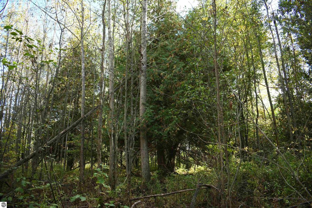 Dense forest landscape showcasing a mix of tall trees and lush greenery, highlighting the natural setting of the 40-acre property for sale in Tawas City, ideal for outdoor activities like hunting and exploring.
