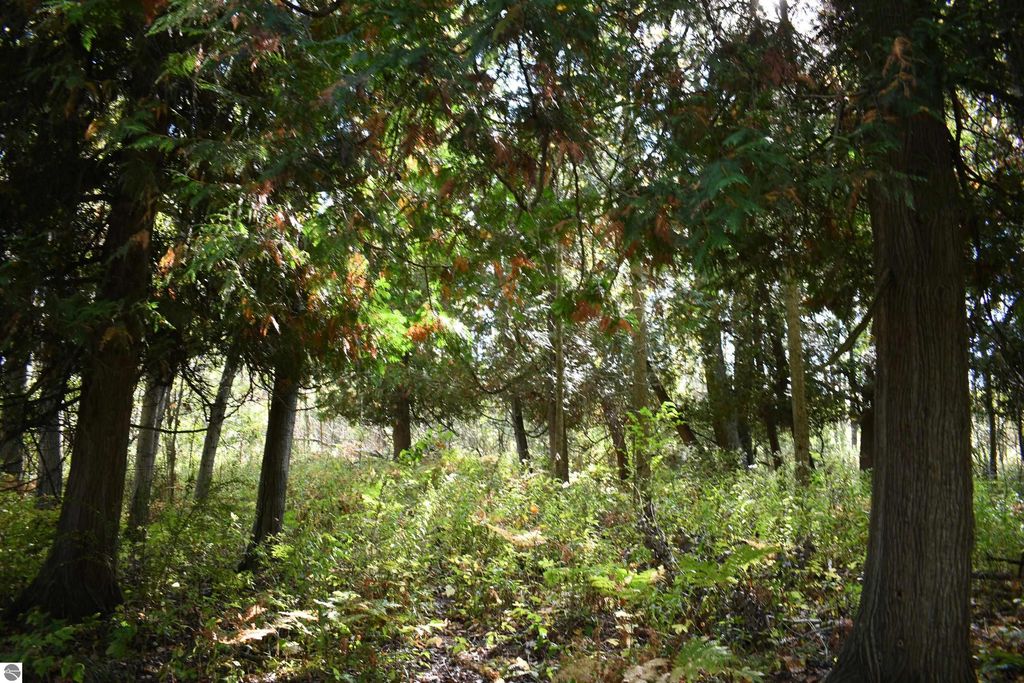 Lush forested area with tall trees and undergrowth, showcasing the 40-acre private land near 2275 Noble Road, Tawas City, ideal for outdoor activities and nature exploration.