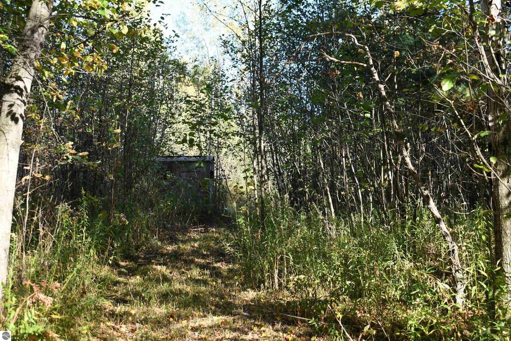 Pathway through dense woods leading to a secluded area, surrounded by trees and foliage, highlighting the private 40-acre setting of the Tawas City property listing.