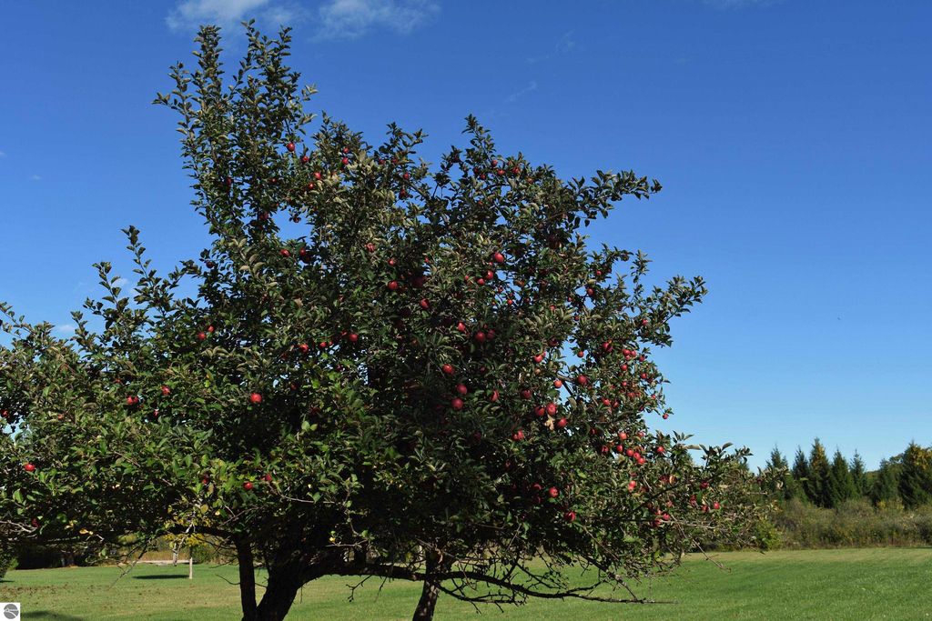 Apple tree with ripe red apples against a clear blue sky in a spacious green field, showcasing the natural beauty of the 40-acre property in Tawas City, MI.