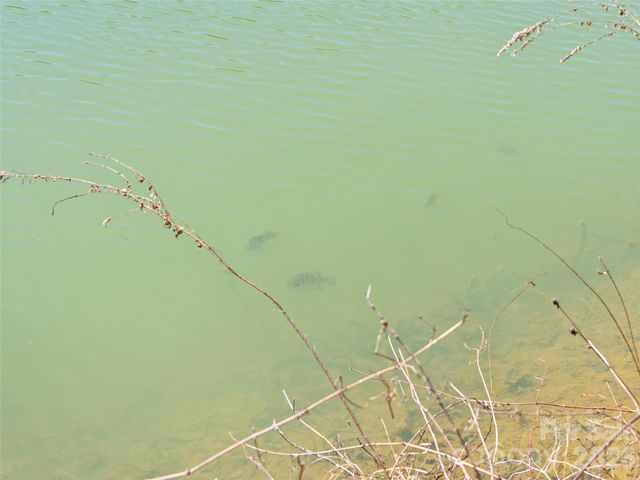 82 Narrows Run Loop, Hendersonville, NC 28791