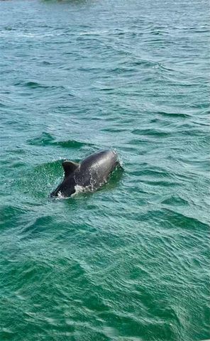 550 FLAMINGO DRIVE 202, Venice, FL 34285